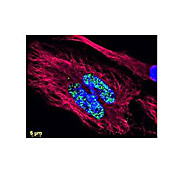 Anti-6X HIS EPITOPE TAG (MOUSE) Monoclonal Antibody DyLight™ 488 Conjugated, 100µg, Lyophilized
