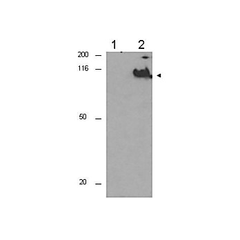 Anti-CDC27 pT244 (RABBIT) Antibody, 100µg, Liquid (sterile filtered)