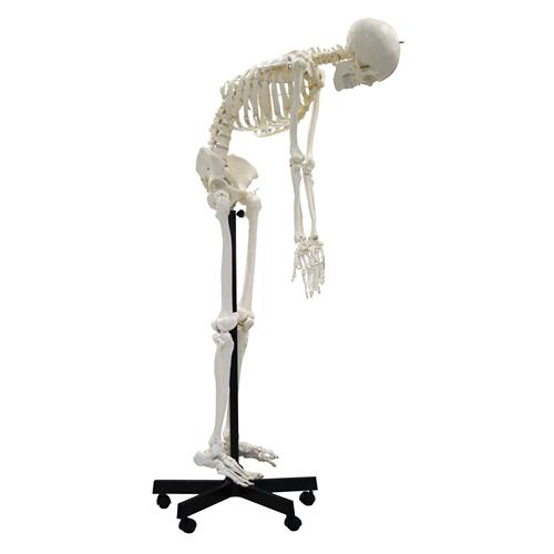 Full Size Flexible Skeleton Model