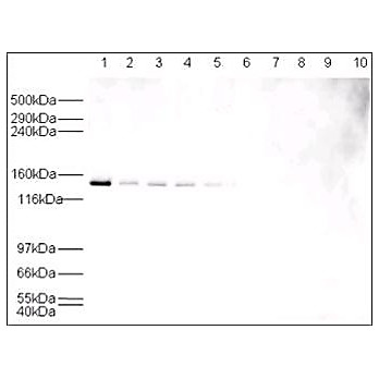 Anti-HAUSP (RABBIT) Antibody, 100µg, Liquid (sterile filtered)