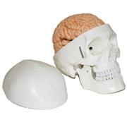 Human Skull with Brain Model