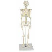 Half-Size Human Skeleton Models