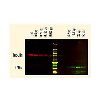Anti-RAT IgG (H&L) (RABBIT) Antibody DyLight™ 680 Conjugated (Min X Human Serum Proteins), 100µg, Lyophilized