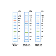 Opal Prestained Protein Standard 10-180kDa, 500µL, Liquid (in 1x Loading Buffer)