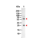 STREPTAVIDIN ALKALINE PHOSPHATASE Conjugated, 1mg, Liquid (sterile filtered)