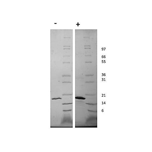 Human Fibroblast Growth Factor 22 Recombinant Protein