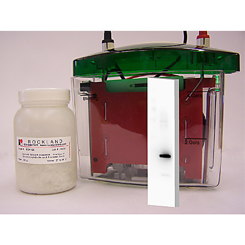 BOVINE SERUM ALBUMIN