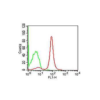 Anti-CD19 (RAT) Monoclonal Antibody Fluorescein Conjugated