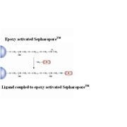 Epoxy-activated Separopore® (Agarose) 4B-CL