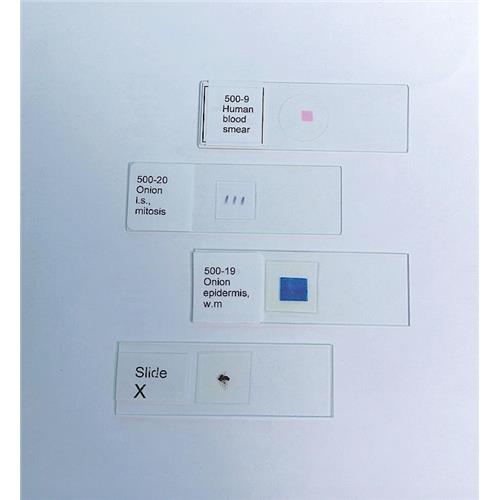 Prepared Microscope Slides