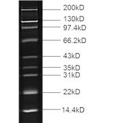 Fluorescent Protein Molecular Weight Marker