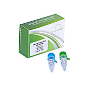 igScript™ One Step RT-PCR Kit
