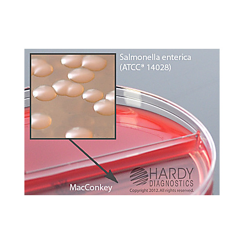 blood agar macconkey blood