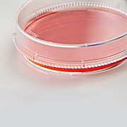 Featured image of post Nunclon Delta Surface Petri Dishes Nunclon certified surface for excellent cell