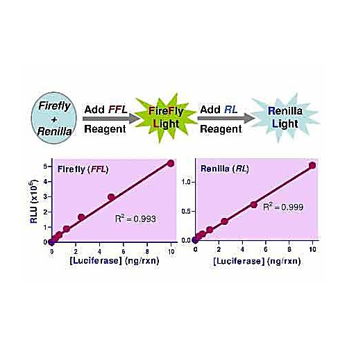 SuperLight™ Dual Luciferase Reporter Gene Assay Kit