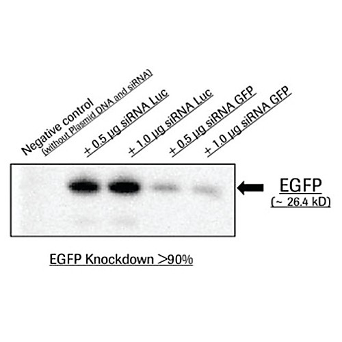 roche x tremegene sirna transfection reagent polymer reagent for delivering sirna to common cell lines