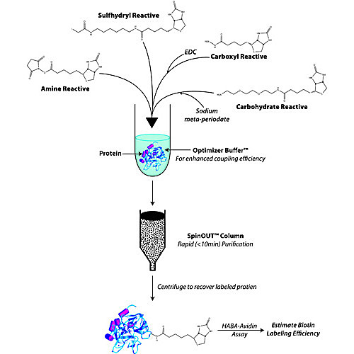 HOOK™SulfoNHSLCBiotin Kit