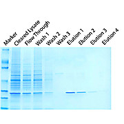HOOK™ GST Protein Purification Kit (Bacteria)