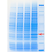 Expression of a Recombinant Protein Kit