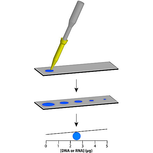 Nucleic Acid Quantification Kit
