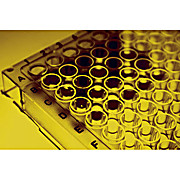 Immunotag™ Human APEX1 (DNA- (apurinic or apyrimidinic site) lyase) ELISA Kit