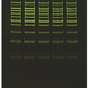 GreenGlo™ Safe DNA Dye, 20,000X in Water, 500µl