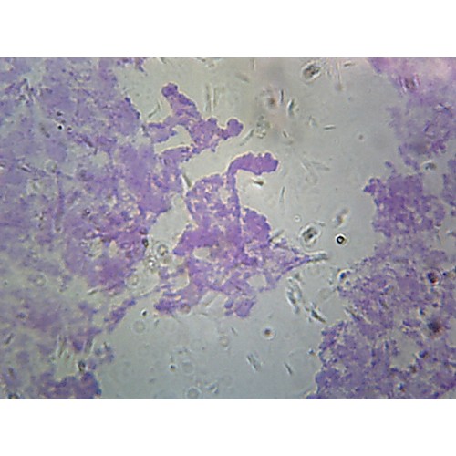Prepared Microscope Slide,Drosophila Melanogaster Chromosomes