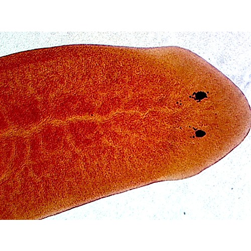Prepared Microscope Slide,Zoology; Planaria, W.M. Showing General Structure