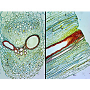 Prepared Microscope Slide,Pumpkin Stem C.S. & L.S. Cucurbita
