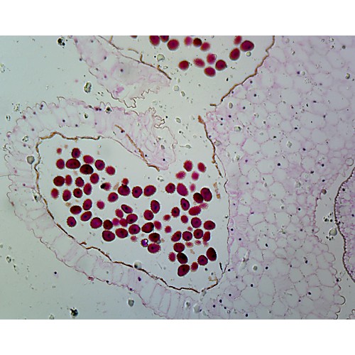 Prepared Microscope Slide,Lilium Anther 1st Meiotic Div. C.S.