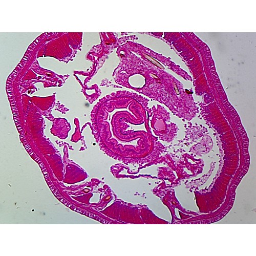 Prepared Microscope Slide,Zoology; Annelids, Earthworm, C.S.