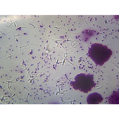 Prepared Microscope Slide Bacteria From Human Mouth