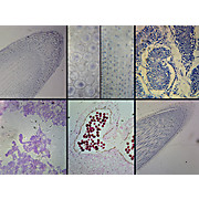 Prepared Microscope Slide,General Biology Slide Set A, set 6 slides