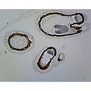 Prepared Microscope Slide,Capsella Embryo Precotyledon