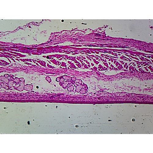 Prepared Microscope Slide,Histology; Esophagus Epithilium C.S.