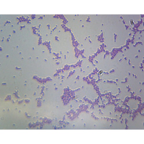 Gram Negative Bacteria Under Microscope