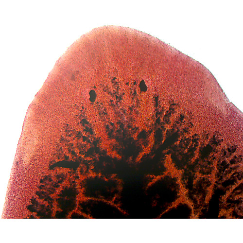 Prepared Microscope Slide,Zoology; Planaria Carbon Fed, W.M. Showing