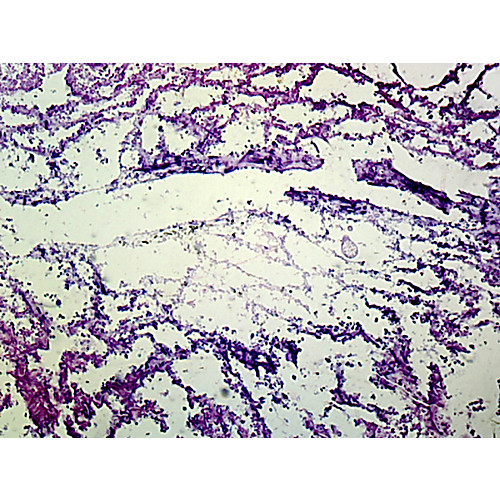 Prepared Microscope Slide,Zoology; Grantia, L.S.