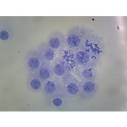 Prepared Microscope Slide,Male Chromosomes Smear Human