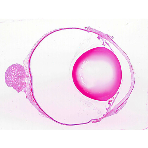 Prepared Microscope Slide,Retina and Tapetum L.S.