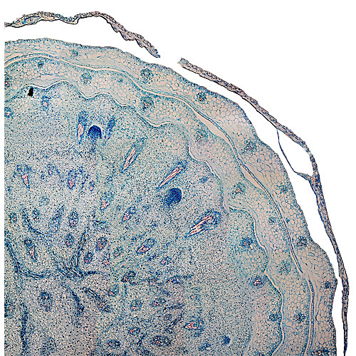 Prepared Microscope Slide,ALLIUM, (Garlic) Bulb, Cross Section