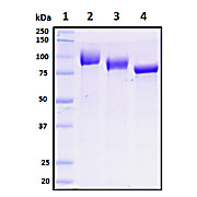 COVID-Proteins