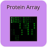 Protein-Array