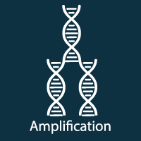 Amplification